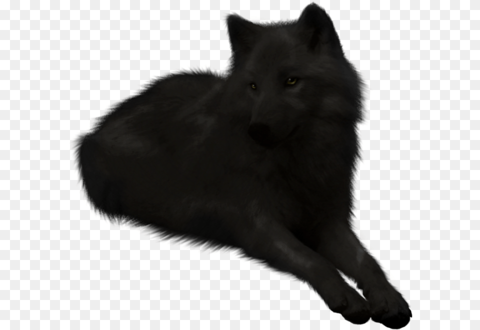 Black Wolf Stock Cutout Black Wolf, Animal, Mammal, Canine, Dog Png Image