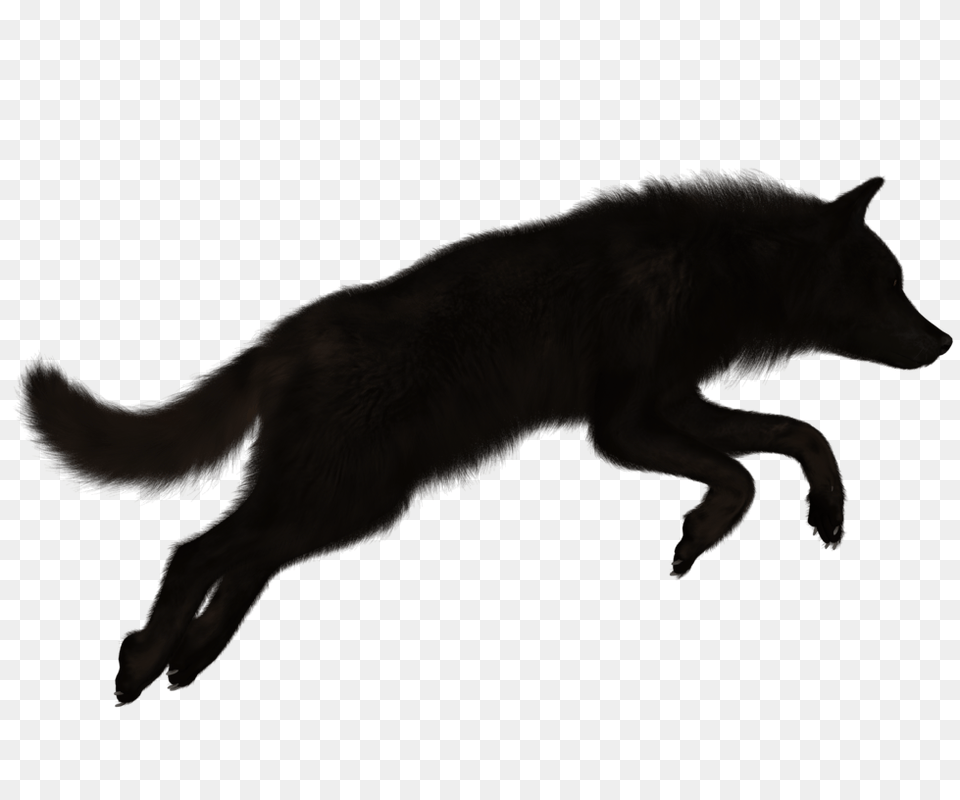 Black Wolf Transparent Black Wolf, Animal, Mammal, Canine, Dog Free Png Download