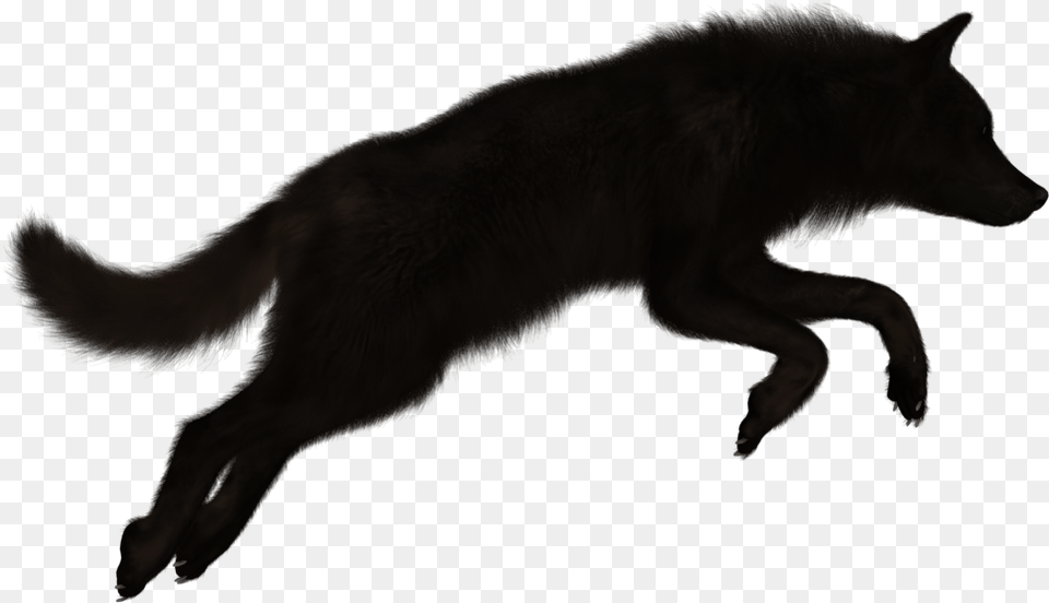 Black Wolf Wolf, Animal, Mammal, Coyote, Canine Free Png Download