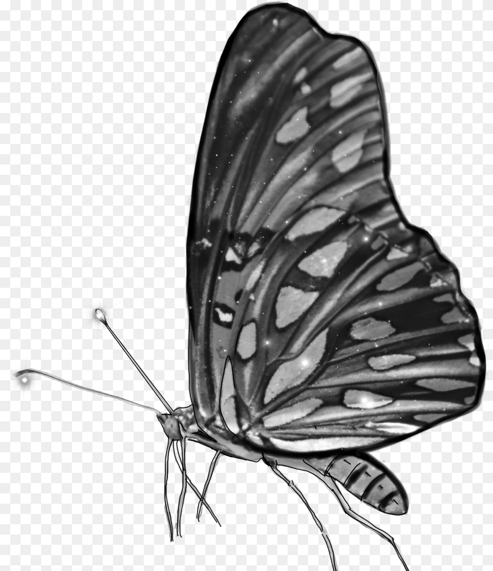 Blackandwhite Butterfly Grey Monochrome Wings Brush Footed Butterfly, Animal, Bee, Insect, Invertebrate Free Png