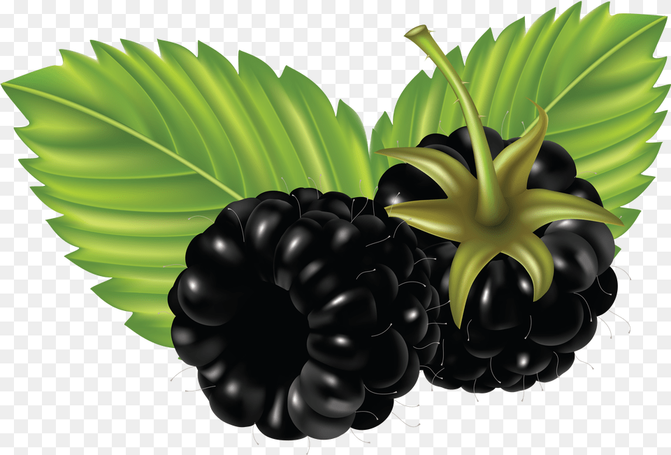 Blackberries, Berry, Food, Fruit, Plant Free Transparent Png