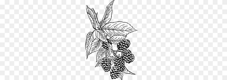 Blackberries Gray Png