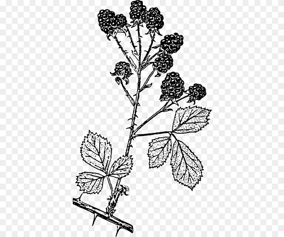 Blackberries Blackberry Shrub Black And White, Gray Png