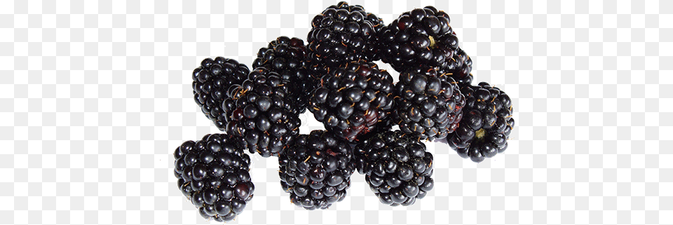 Blackberries Buah Beri, Berry, Food, Fruit, Plant Free Png
