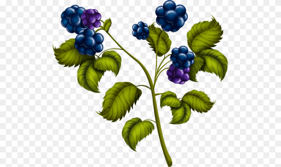 Blackberries Currant, Berry, Blueberry, Food, Fruit Free Png