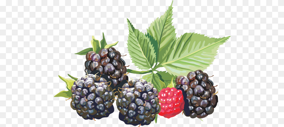 Blackberries Download Amora, Berry, Food, Fruit, Plant Png Image