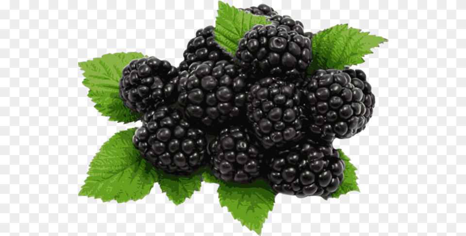 Blackberries Files Blackberry, Berry, Food, Fruit, Plant Free Png