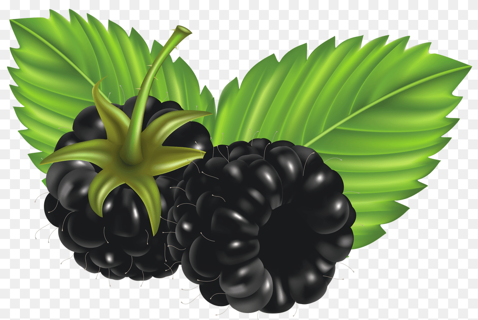 Blackberries Vector Clipart, Art, Doodle, Drawing, Pattern Free Transparent Png