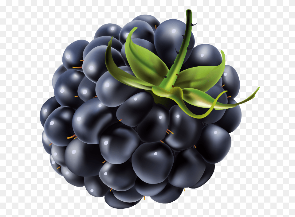 Blackberry, Berry, Food, Fruit, Plant Png