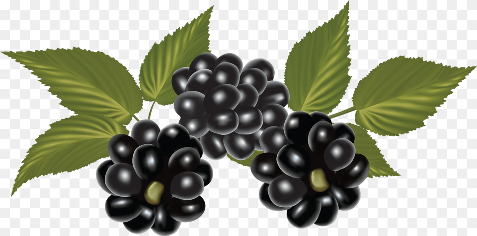 Blackberry Free Transparent Png