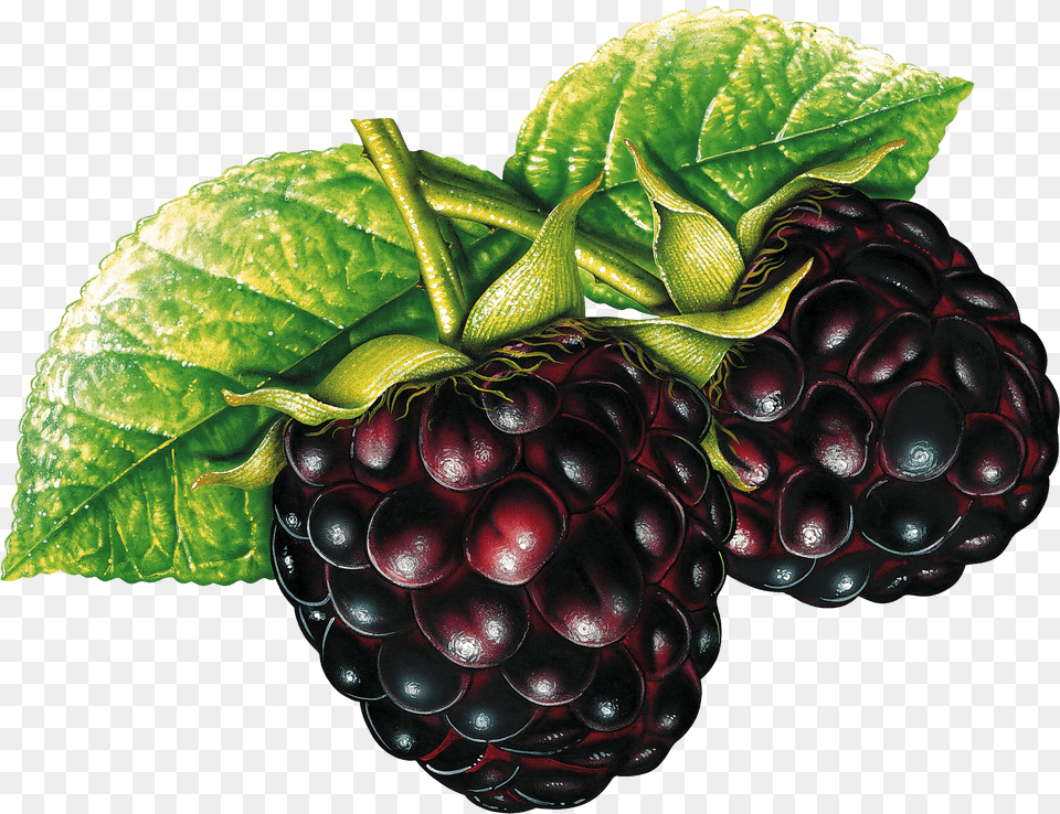 Blackberry Free Png