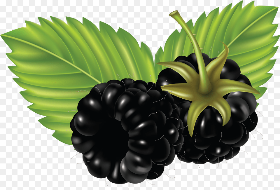 Blackberry, Berry, Food, Fruit, Plant Free Png Download