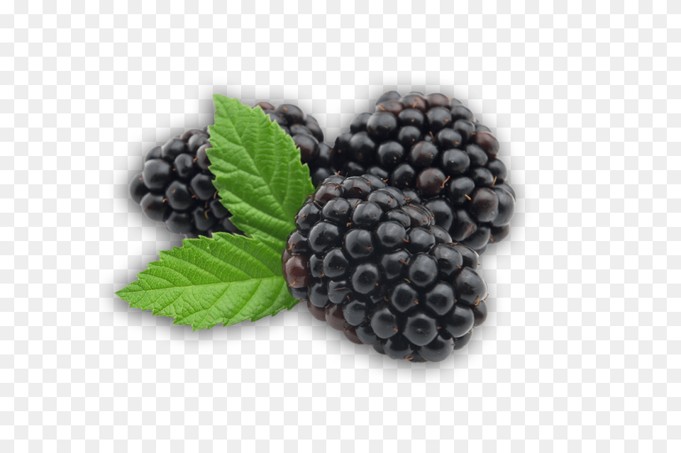 Blackberry, Berry, Food, Fruit, Plant Free Png Download