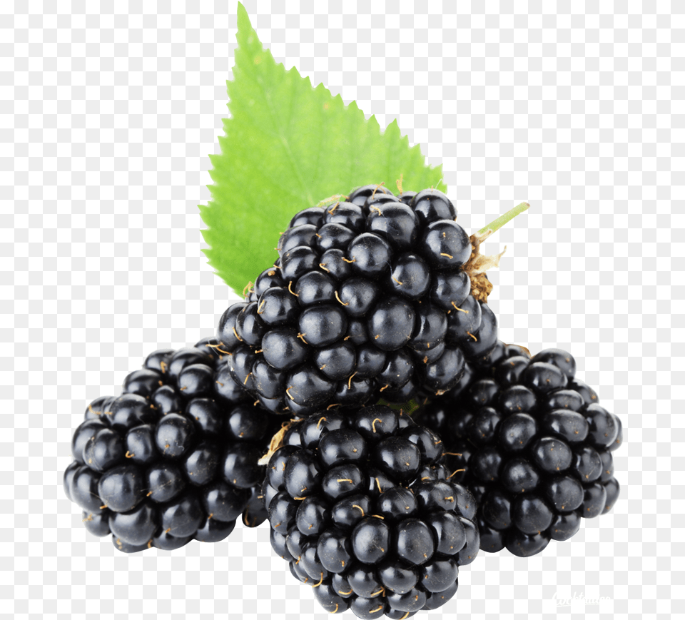 Blackberry, Berry, Food, Fruit, Plant Png