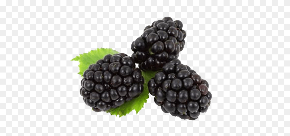 Blackberry, Berry, Food, Fruit, Plant Png Image