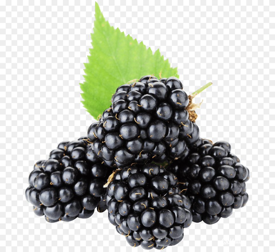 Blackberry, Berry, Food, Fruit, Plant Png