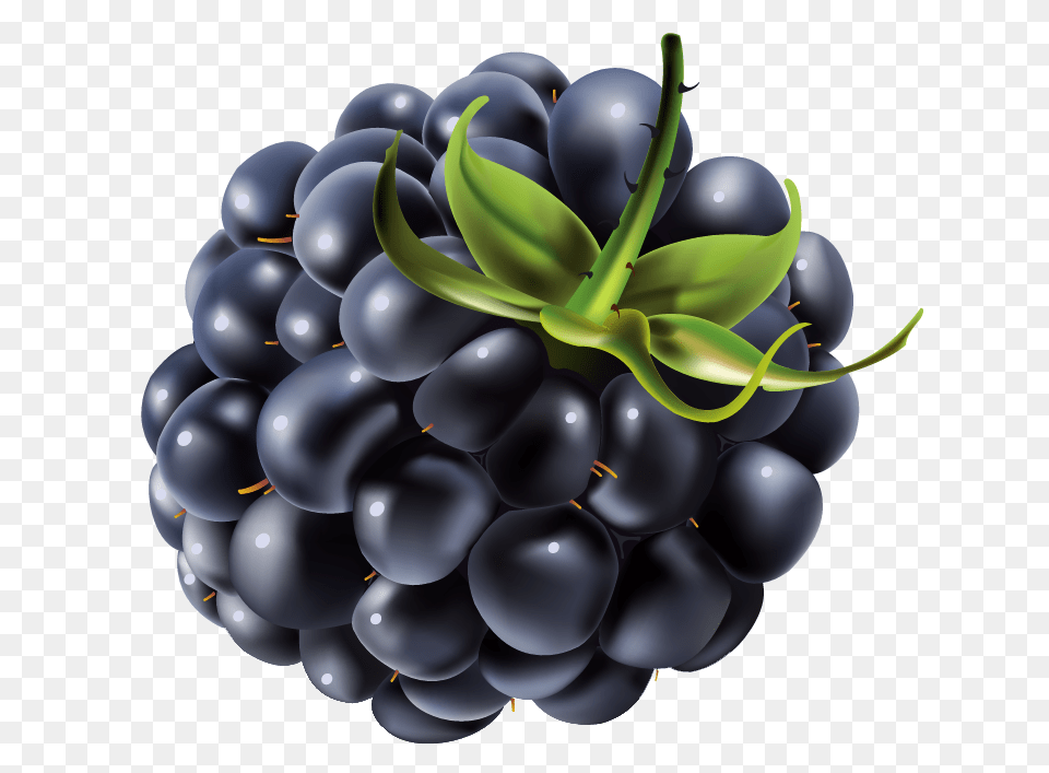 Blackberry, Berry, Food, Fruit, Plant Free Png