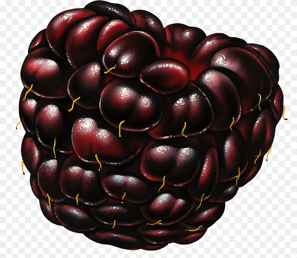 Blackberry, Berry, Food, Fruit, Plant Free Png