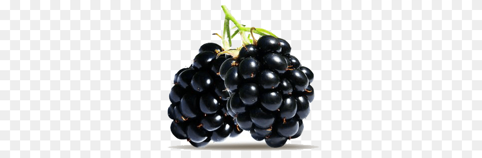 Blackberry, Berry, Food, Fruit, Plant Png