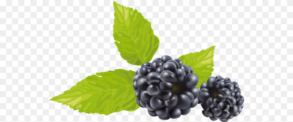 Blackberry, Berry, Food, Fruit, Plant Png