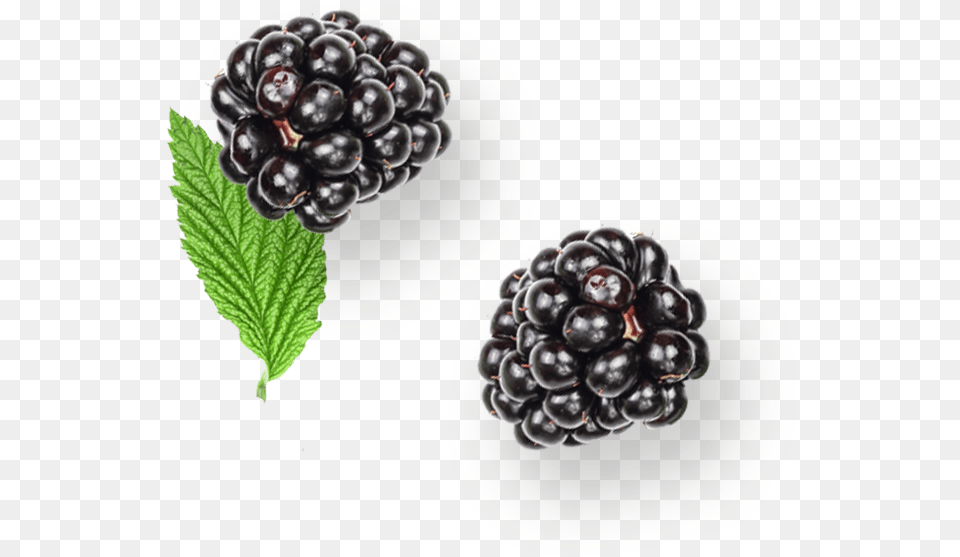 Blackberry, Berry, Food, Fruit, Plant Png