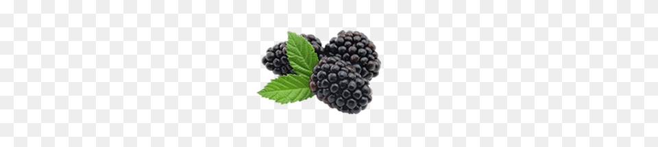 Blackberry, Berry, Food, Fruit, Plant Free Transparent Png