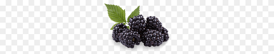 Blackberry, Berry, Plant, Fruit, Food Free Png