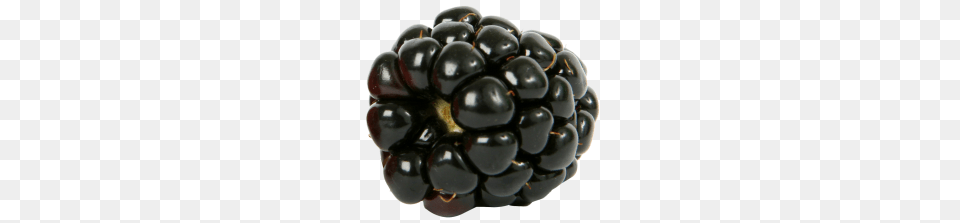 Blackberry, Berry, Food, Fruit, Plant Png