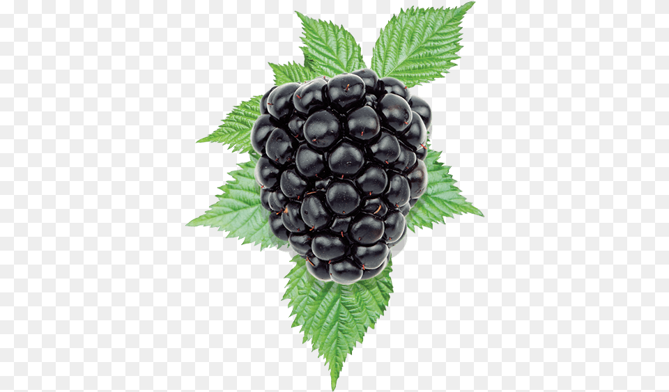 Blackberry Blackberry, Berry, Food, Fruit, Plant Png