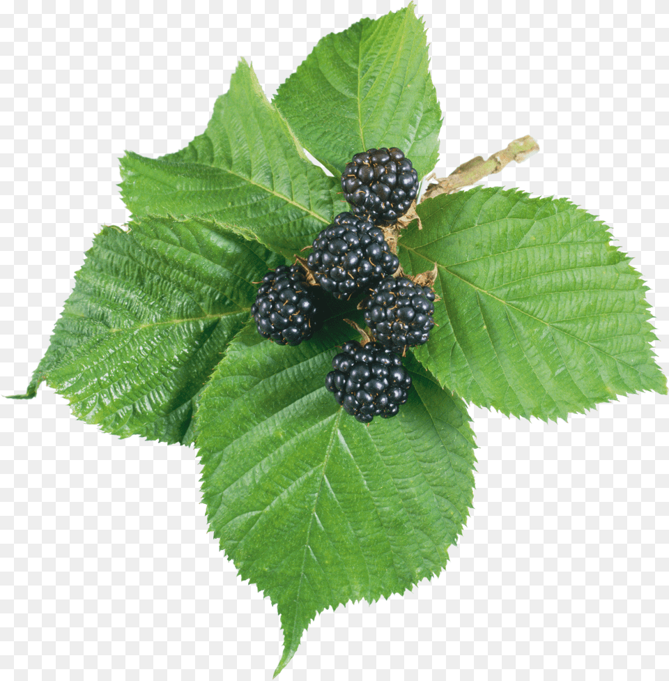 Blackberry Blackberry Leaf Png