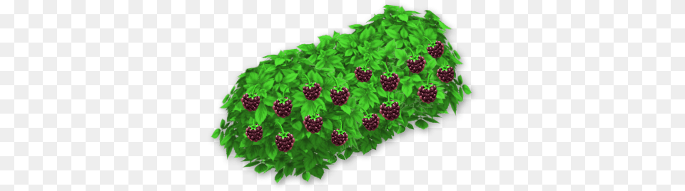 Blackberry Bush Portable Network Graphics, Berry, Food, Fruit, Plant Free Png Download