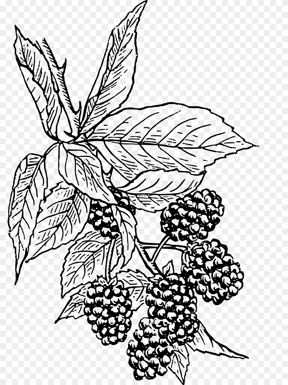 Blackberry Clip Art, Gray Png