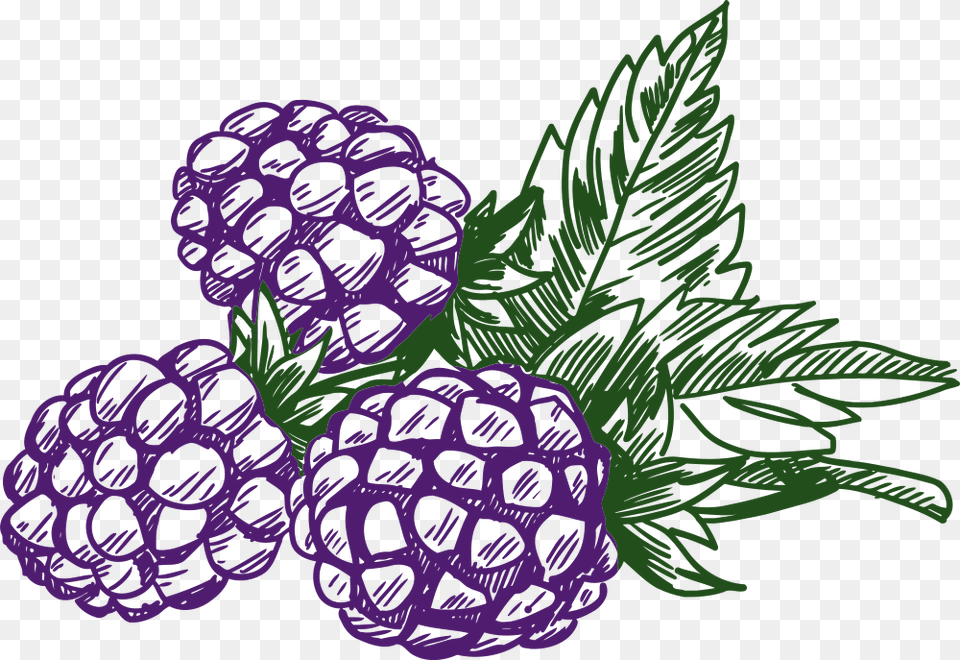 Blackberry Clip Art Of Berries, Berry, Purple, Produce, Plant Free Png