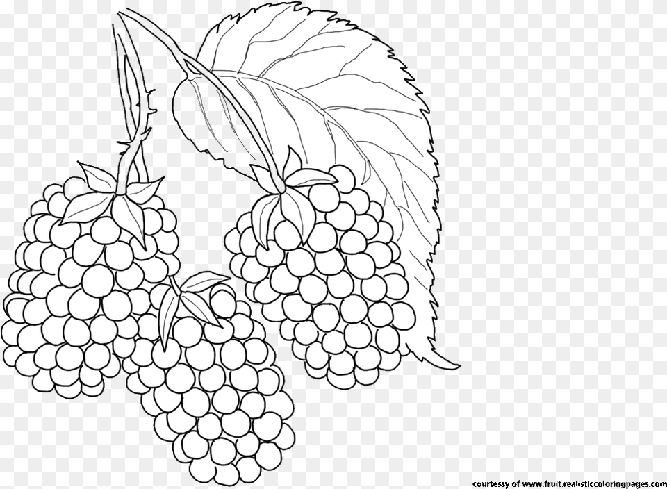 Blackberry Clipart Illustration, Berry, Food, Fruit, Plant Png Image
