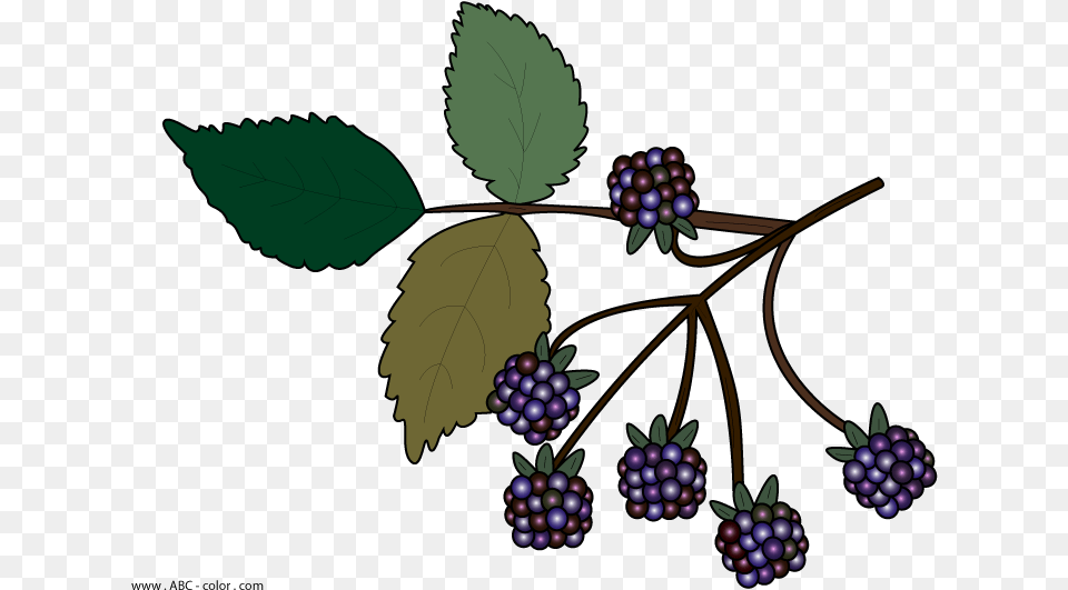 Blackberry Clipart More Clip Art Bramble, Berry, Blueberry, Food, Fruit Free Transparent Png