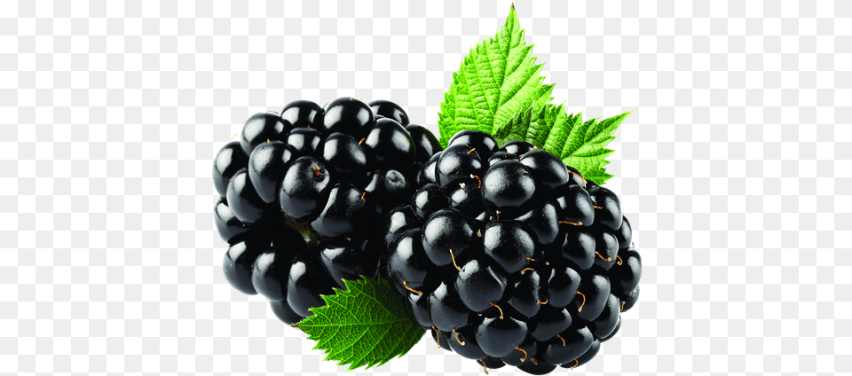 Blackberry Fruit, Berry, Food, Plant, Produce Png Image