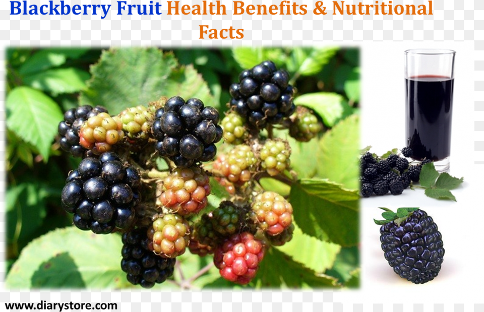 Blackberry Fruit, Berry, Food, Plant, Produce Png