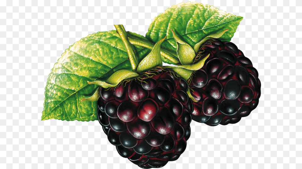 Blackberry Fruit Clipart, Berry, Food, Plant, Produce Free Png