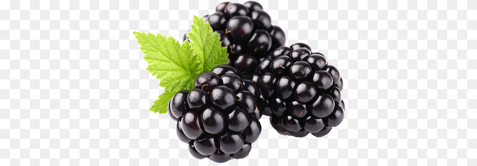 Blackberry Fruit Clipart Blackberry Fruit, Berry, Food, Plant, Produce Png