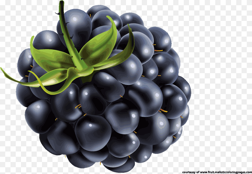 Blackberry Fruit Clipart Blueberry Vector, Berry, Food, Plant, Produce Free Transparent Png
