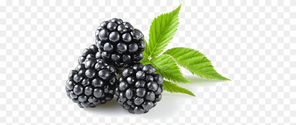 Blackberry Fruit Low Carb Fruits, Berry, Food, Plant, Produce Png Image