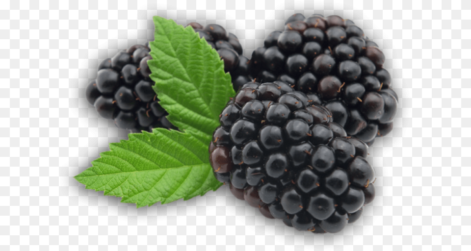 Blackberry Fruit Picture Blackberry Fruit Transparent, Berry, Food, Plant, Produce Free Png Download