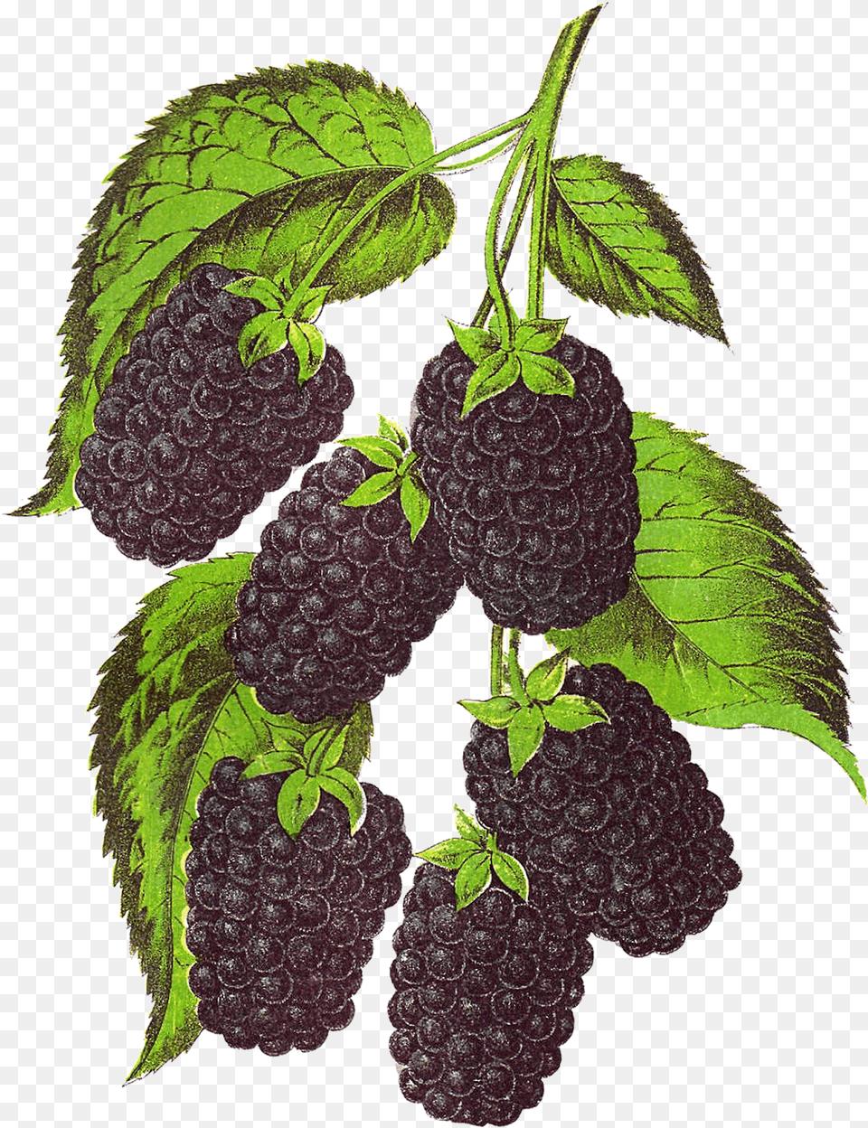 Blackberry Fruit Transparent Background Blackberry Illustration, Berry, Food, Plant, Produce Png