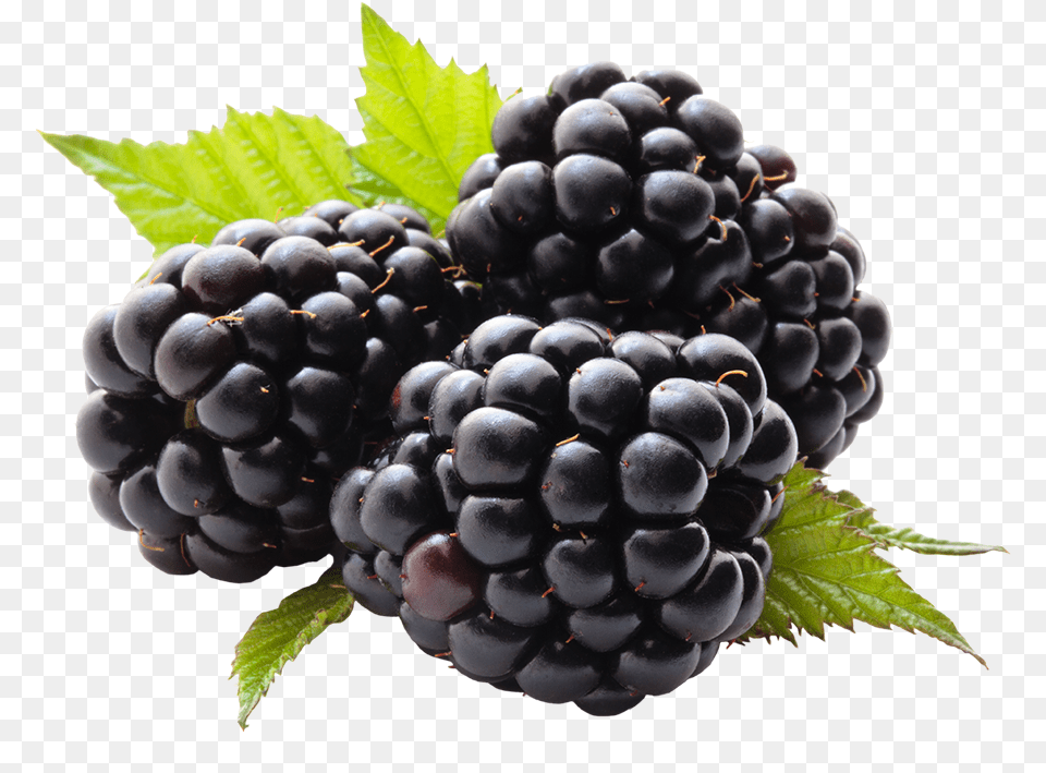 Blackberry Health Benefits For Blackberry, Berry, Food, Fruit, Plant Free Transparent Png