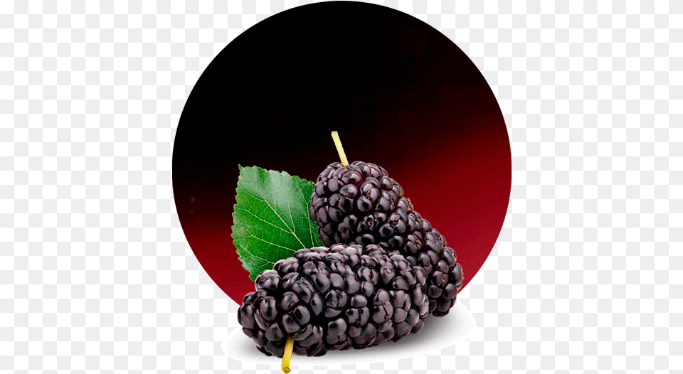 Blackberry Mulberry, Berry, Food, Fruit, Plant Png