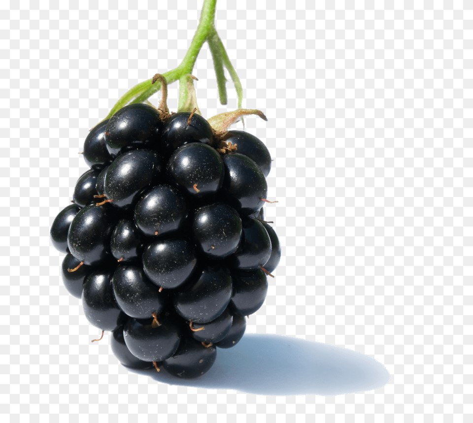Blackberry Solo, Berry, Food, Fruit, Plant Png