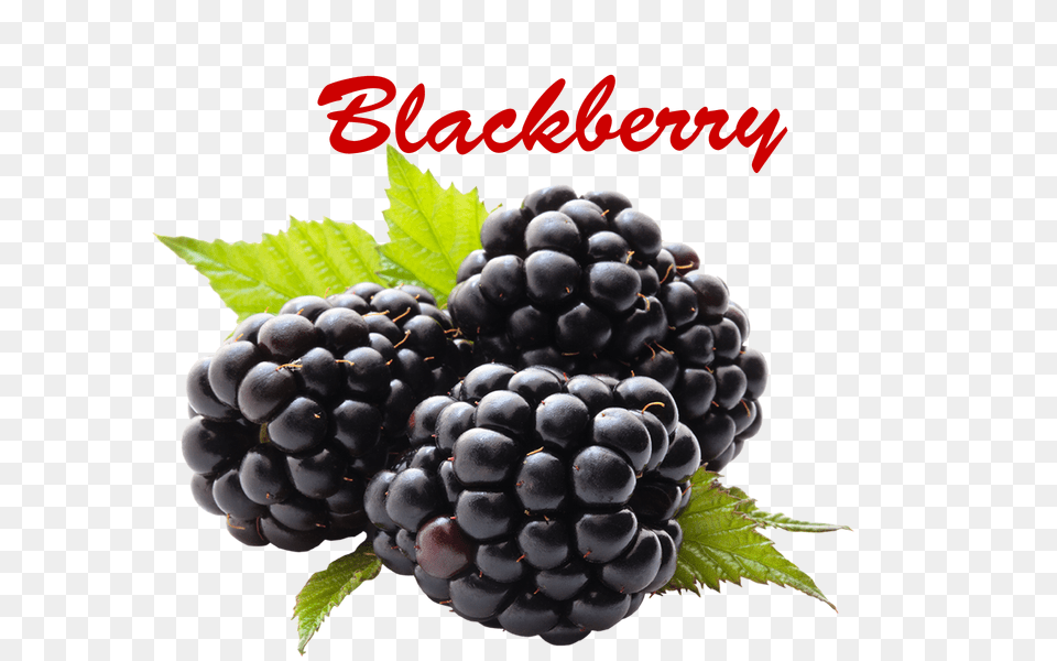 Blackberry Transparent Images, Berry, Food, Fruit, Plant Png Image