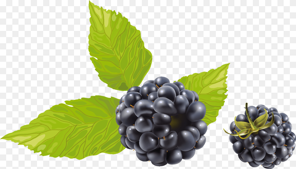 Blackberry With Leaves Black Raspberry, Berry, Food, Fruit, Plant Png Image