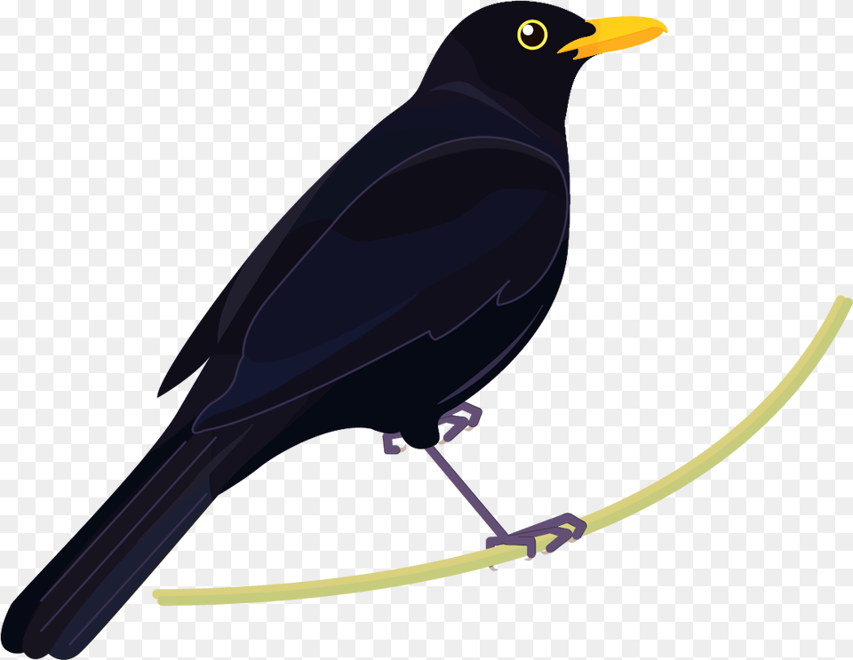 Blackbird, Animal, Bird Free Transparent Png