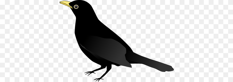 Blackbird Animal, Beak, Bird, Blade Png Image